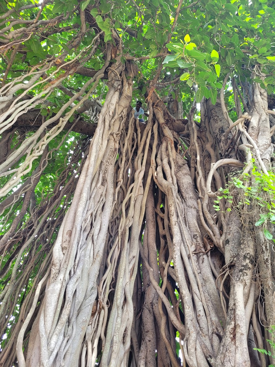 Discovering the Divine Waters of Papakshya Ghat, Binika